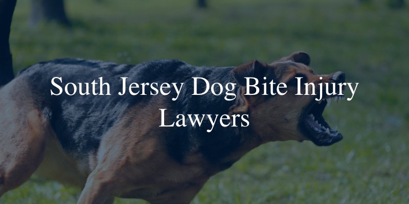 South Jersey dog bite injury lawyers