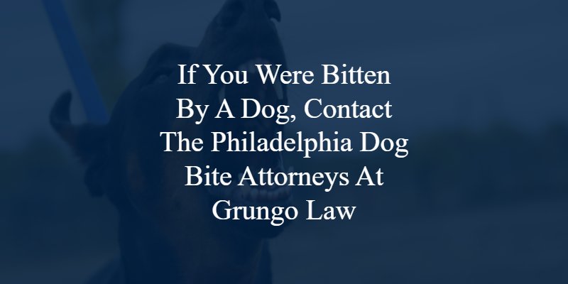 Philadelphia Dog Bite Lawyer