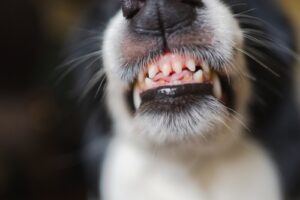 Close-up of a dog showing its teeth with lips curled back in an aggressive or warning expression.